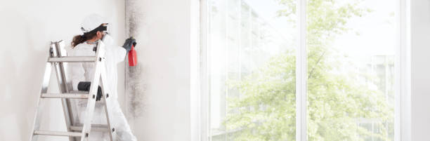 Best Post-Construction Mold Inspection  in Rochelle, IL