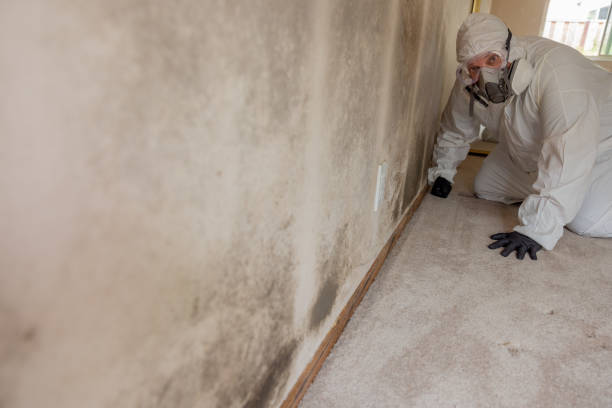 Best Residential Mold Inspection & Testing  in Rochelle, IL